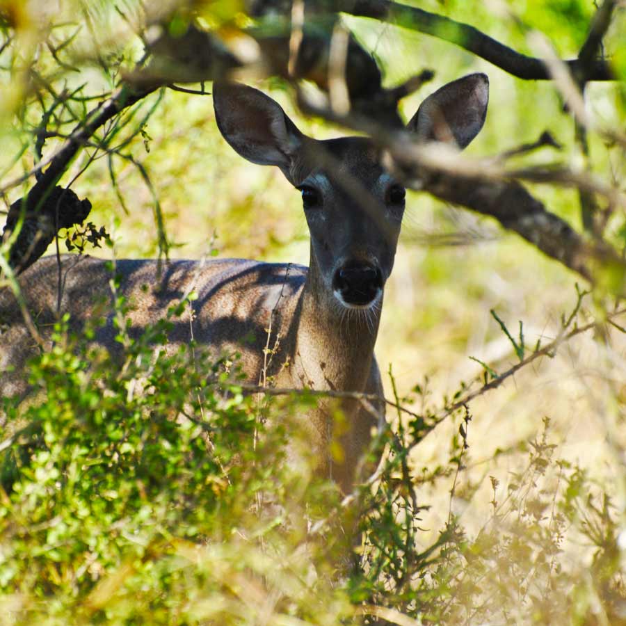 South Texas Whitetail Deer Hunts