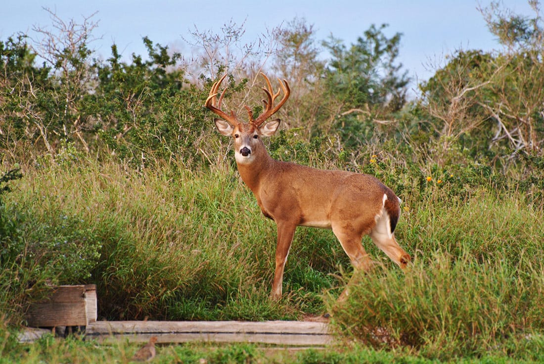 South Texas Whitetail Deer Hunting Ranch, Guided Deer Hunts
