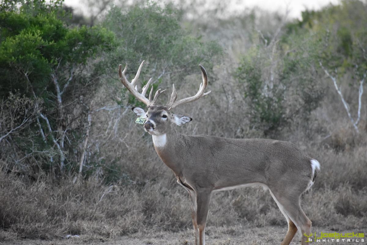 South Texas Whitetail Deer Hunting & Lodge Gallery