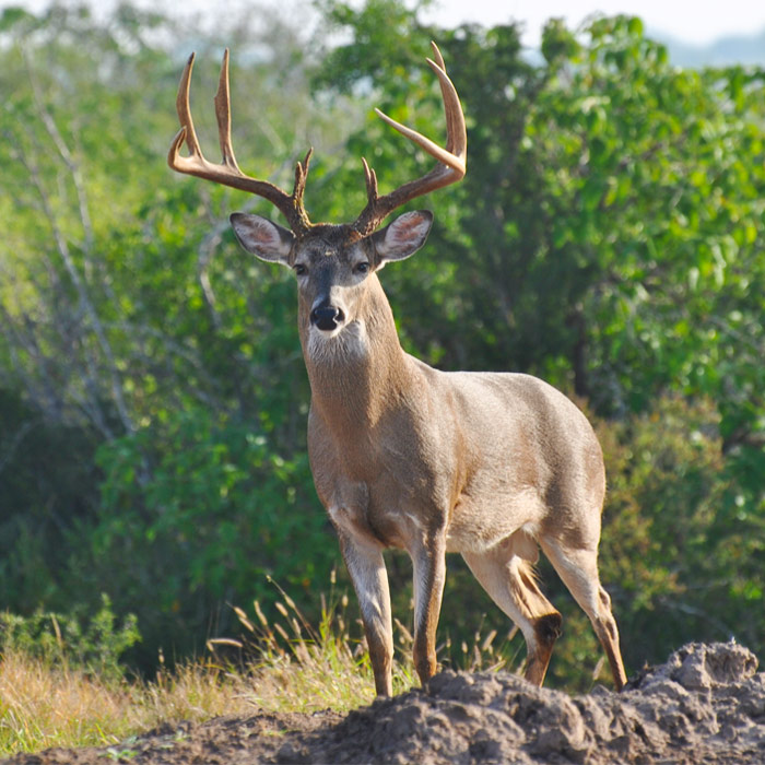 Hunting Whitetail Deer