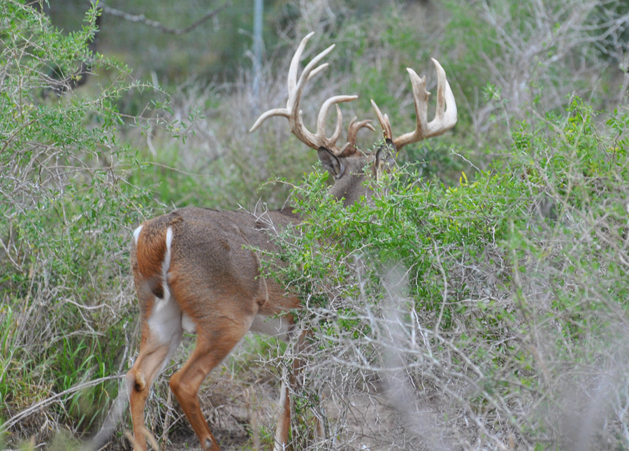 South Texas Hunting Packages