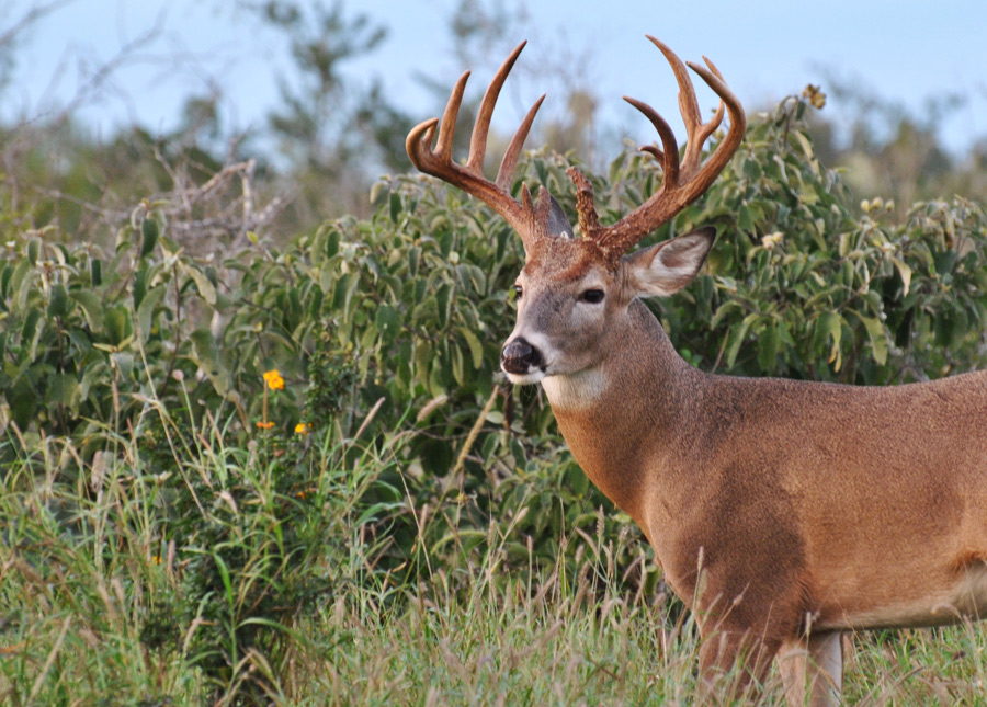 South Texas Whitetail Deer Buck