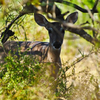 Whitetail Deer Hunting Whitetail Deer Hunting
